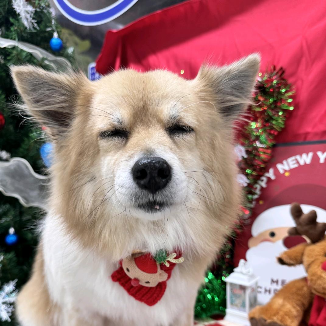 呗·•᷄ࡇ•᷅·