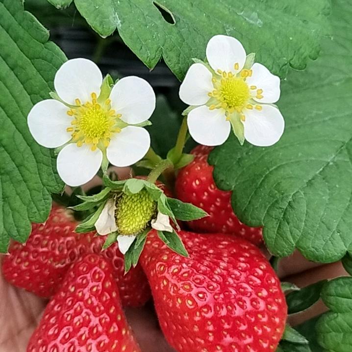 草莓