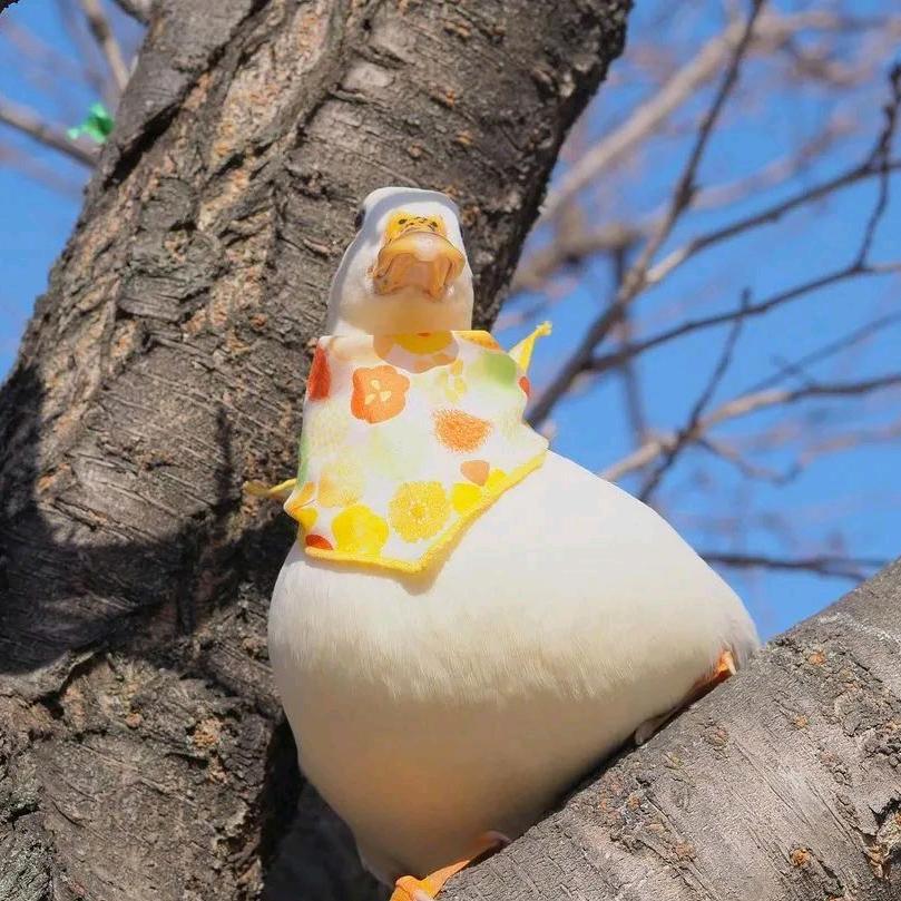 ╭☞铁锅炖大可duck