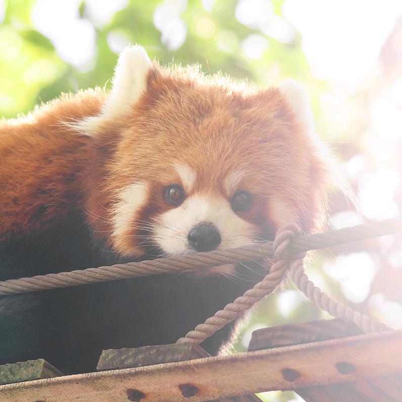小熊猫摄影组站姐