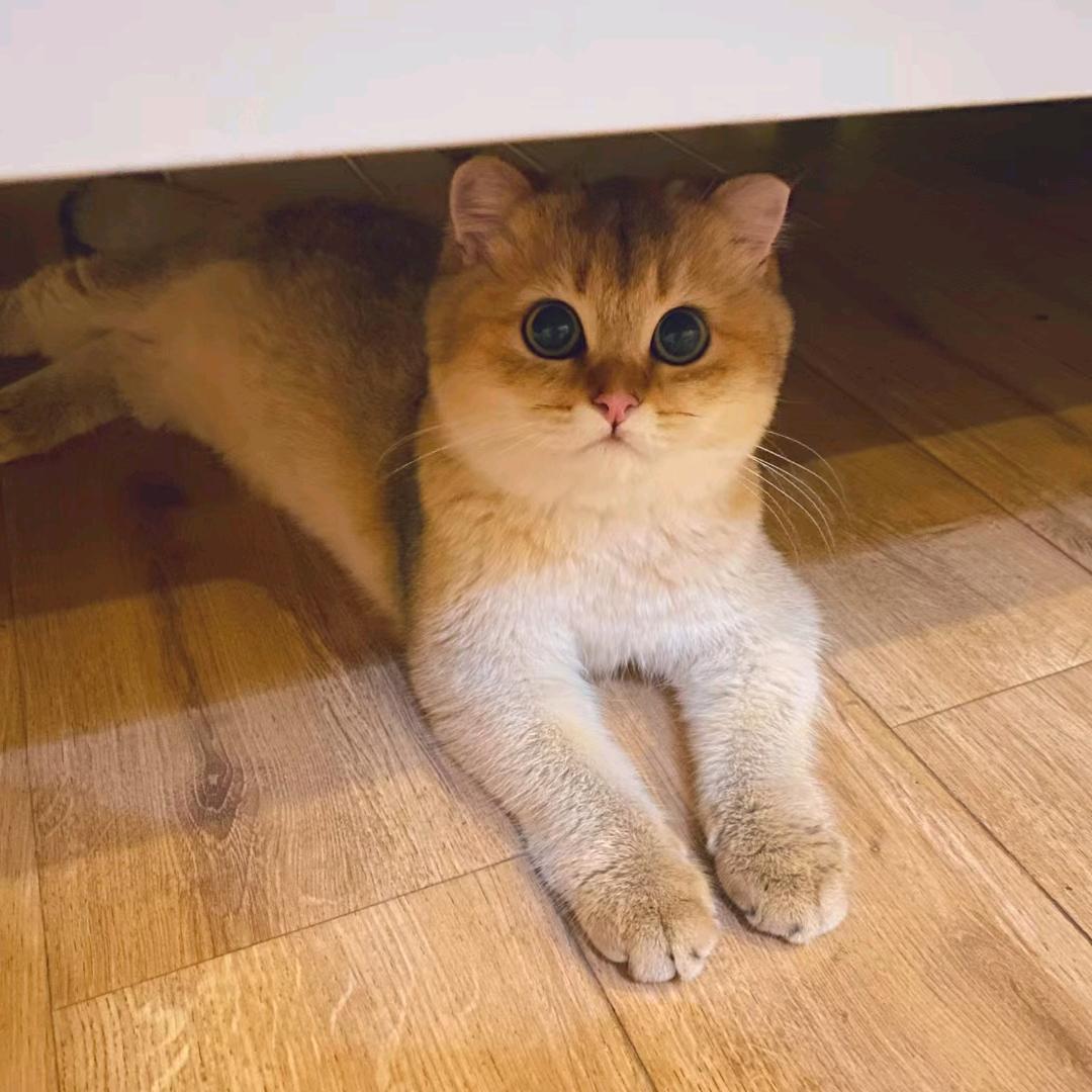 小耳朵丸子
