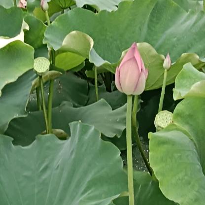 春滿人间