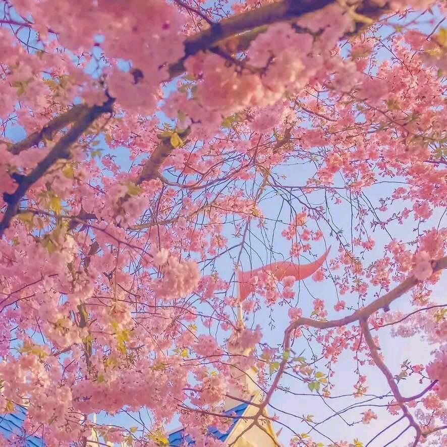 花語