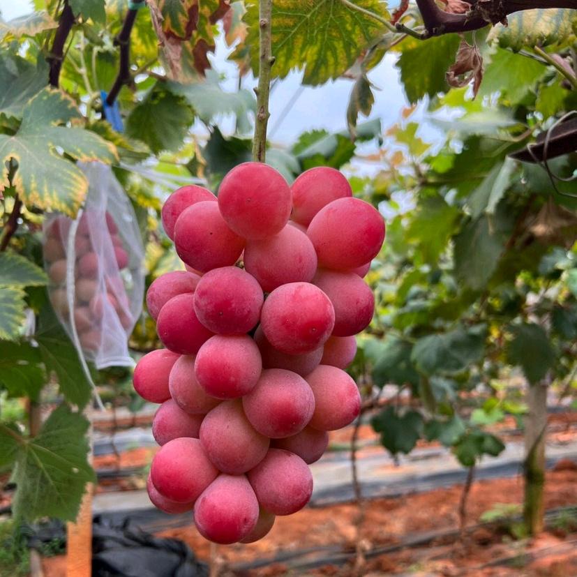获嘉县绿茵种植专业合作社