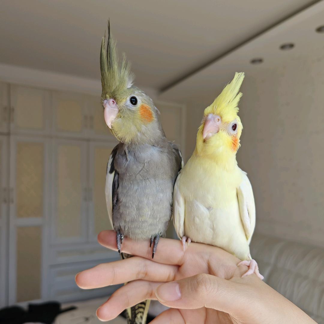 图妈