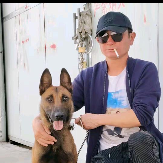 拉萨猎豹犬舍直播号