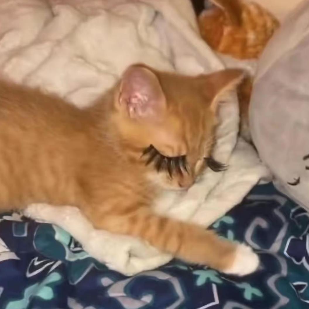 满山猴子我腚最红²³