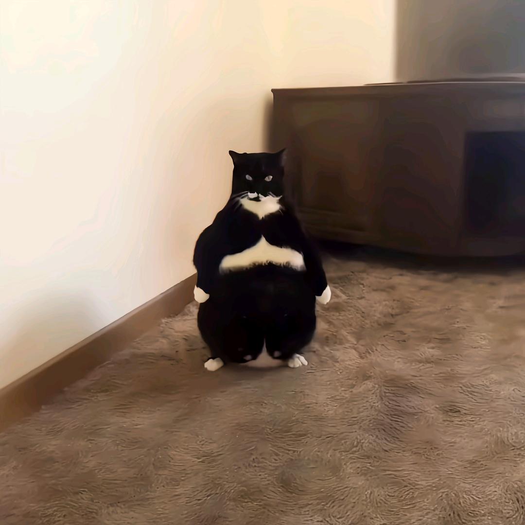 Y小喵