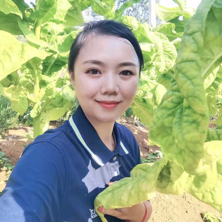 烤烟技术指导 张薇