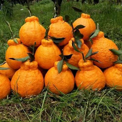 东坡区盛源果链农资经营部（个体工商户）