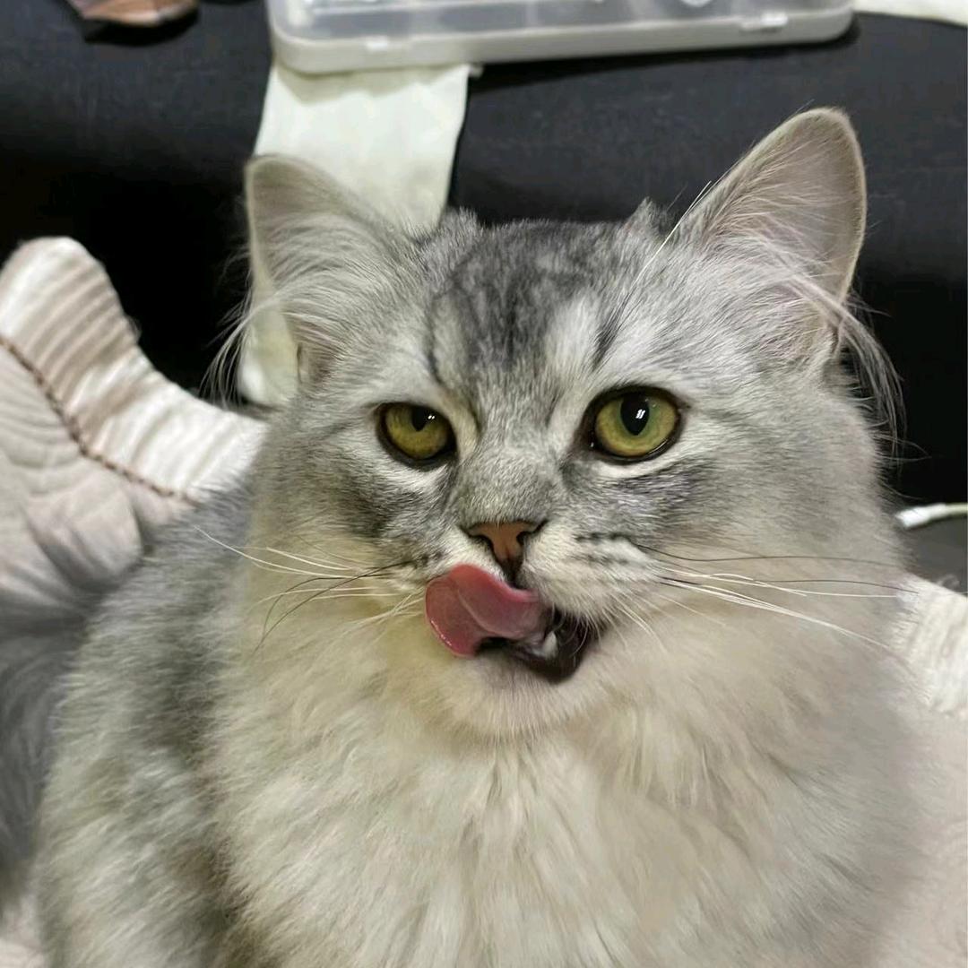 卡普的yummy便当