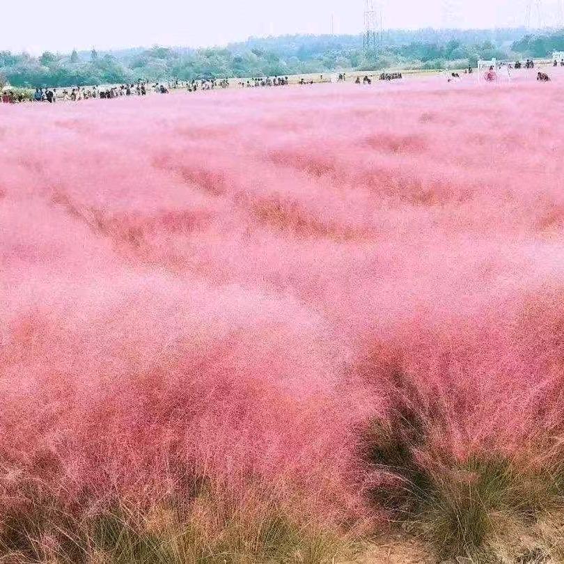 山东青州草花地被基地直供