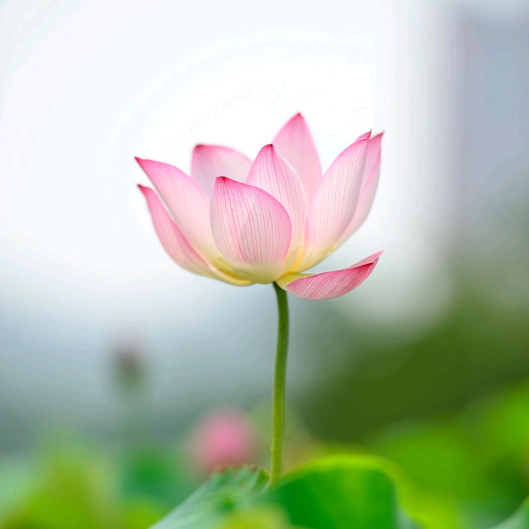 玉珠