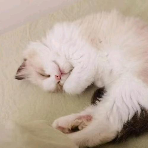 开心猫咪191