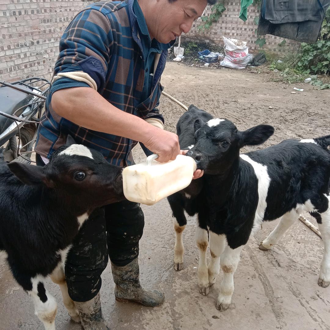 吉县白河沟奶牛场