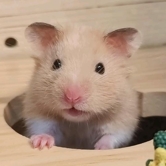 逆子招财