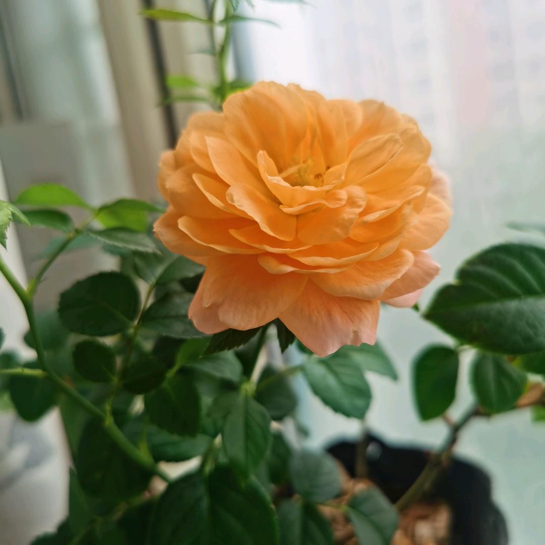 好运相伴
