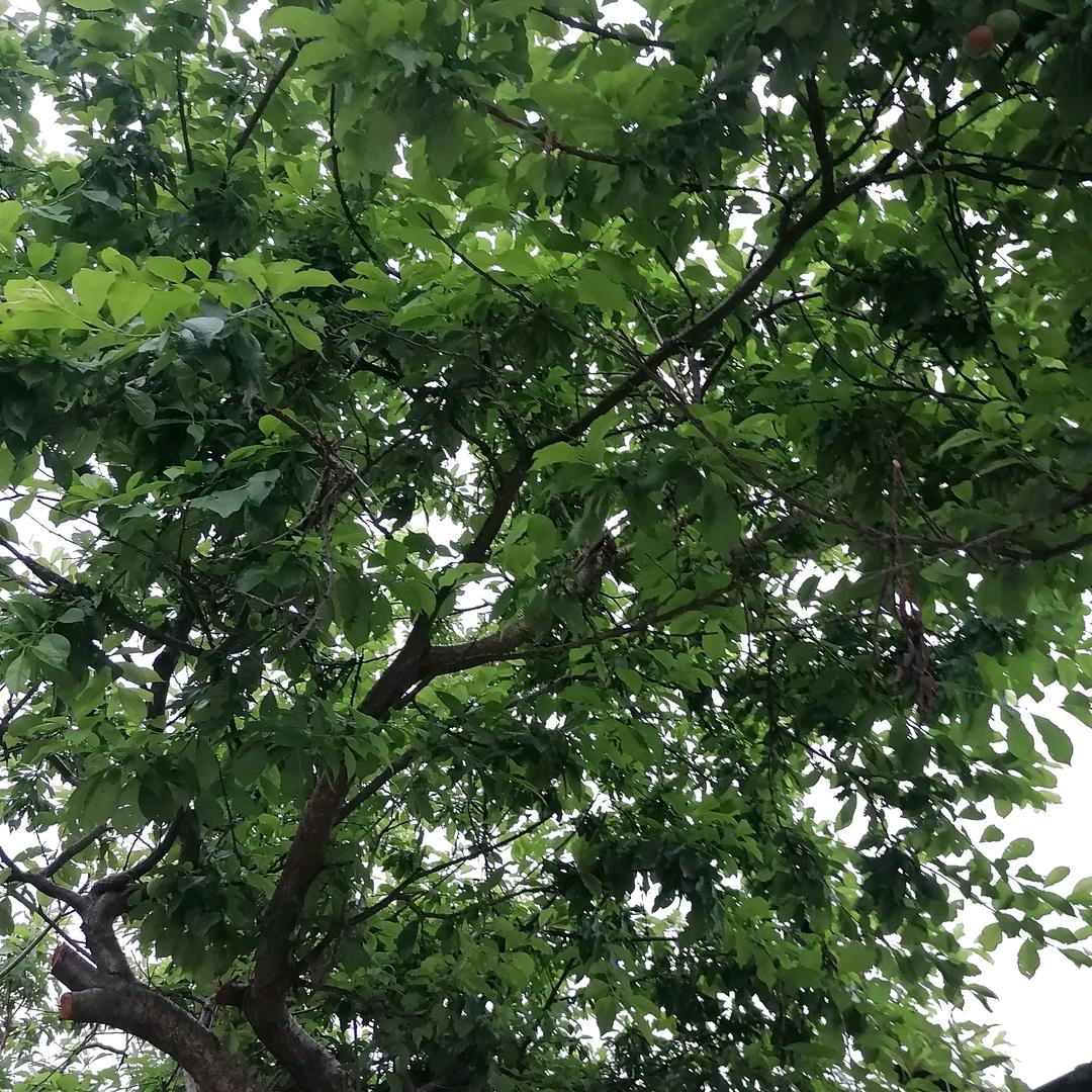 梦醍时分