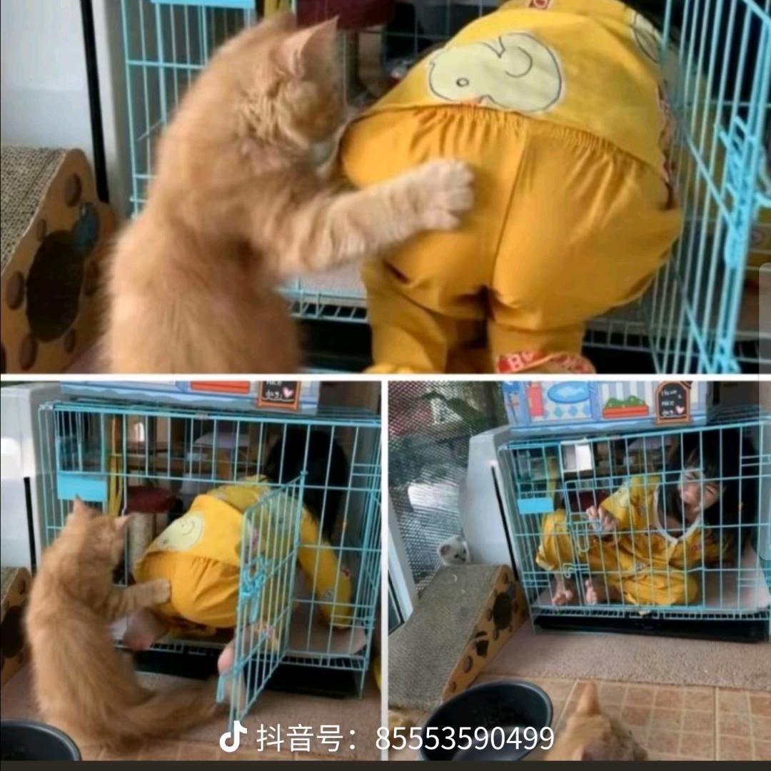 咪咕噜噜咕咕