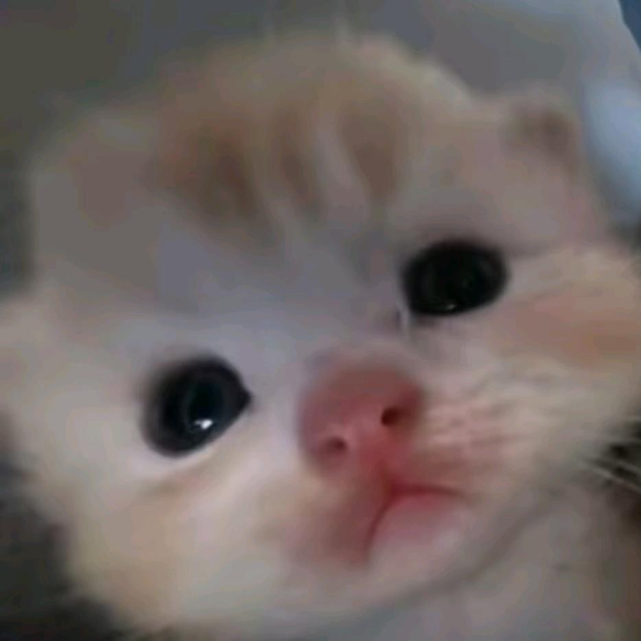 猪肉脯的心事是没有芝麻粒