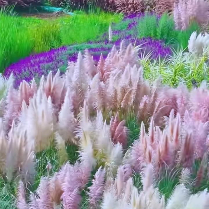 龙虾养殖户(二妹）