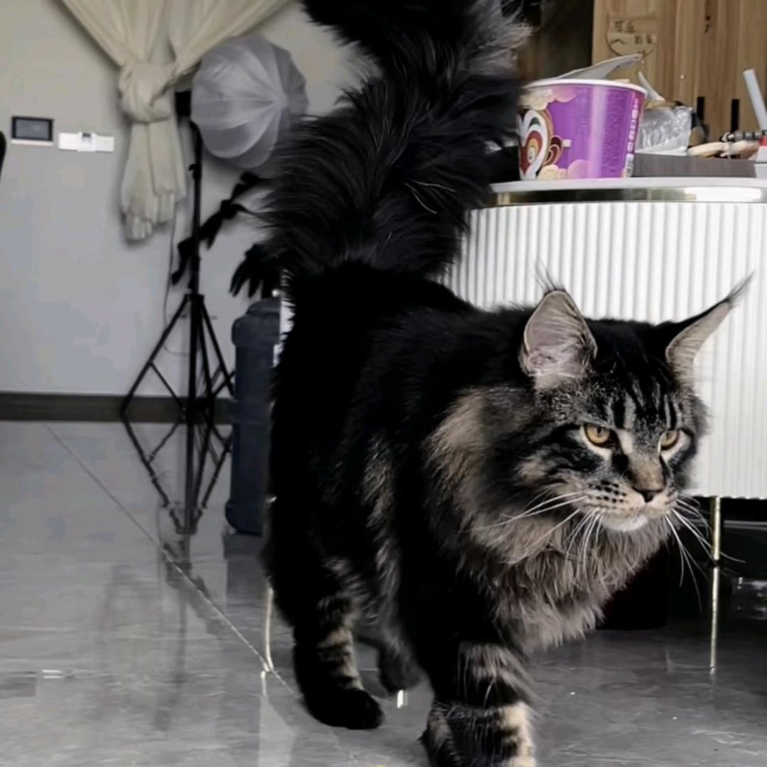 捌鈅（三角洲寻宝鼠