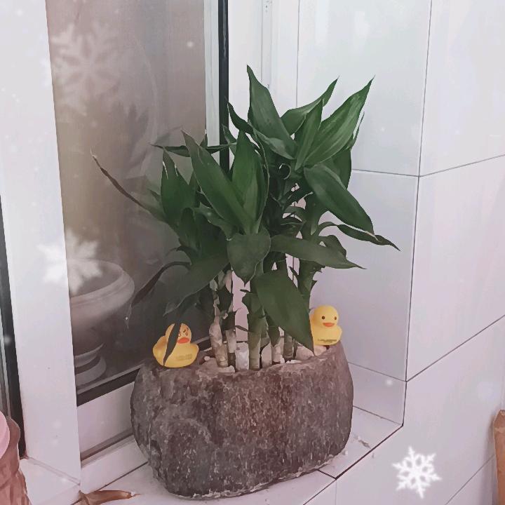潇洒路哥儿