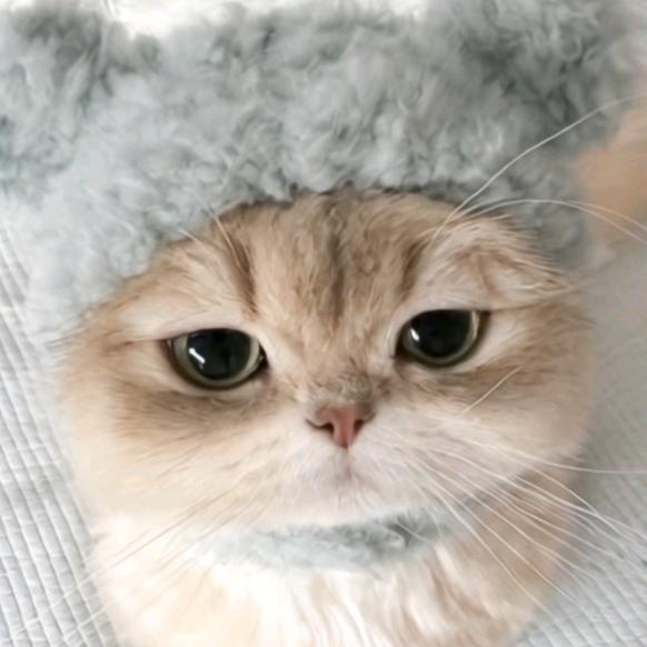 小小灰