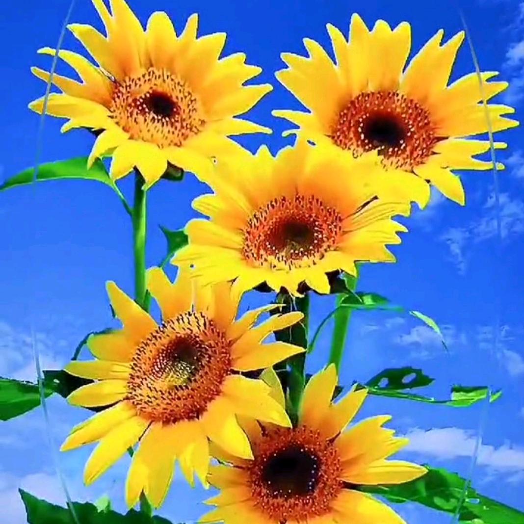 🌻向阳花