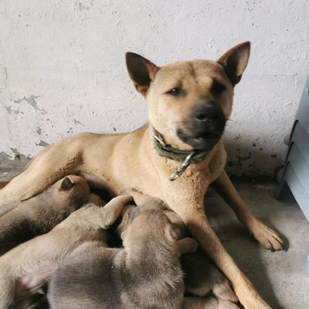 生哥土猎