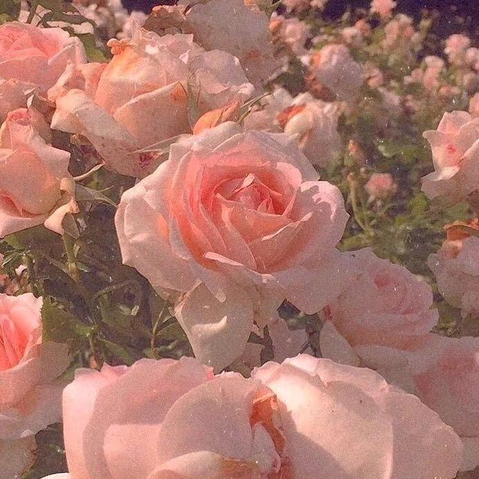 宝奶奶