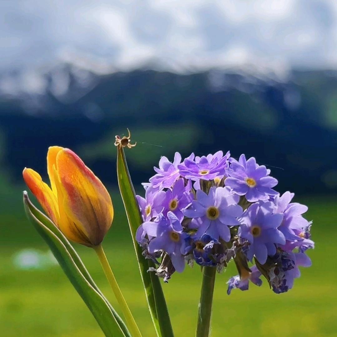 花开有声
