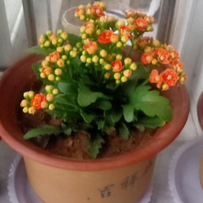 月格