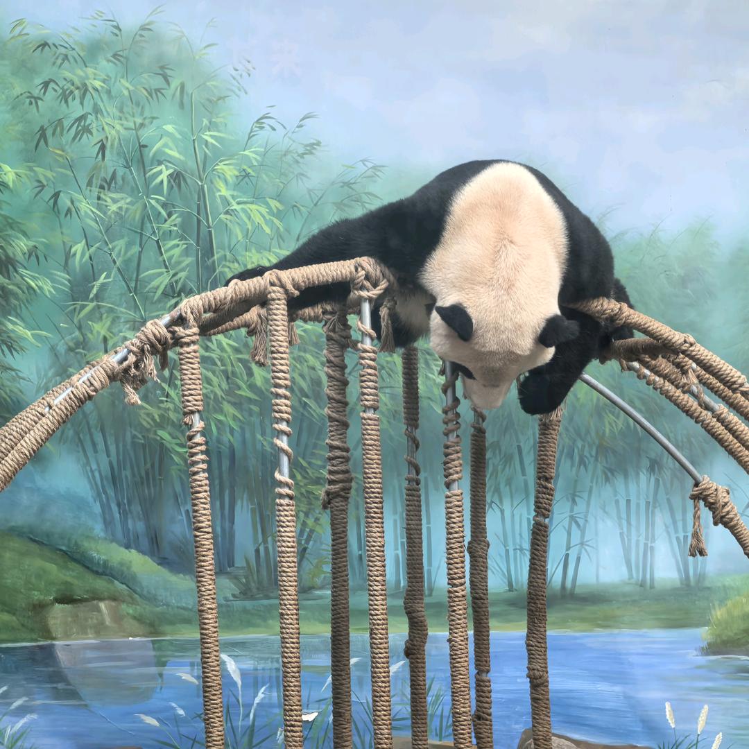 我是哈哈哈哈哈喵