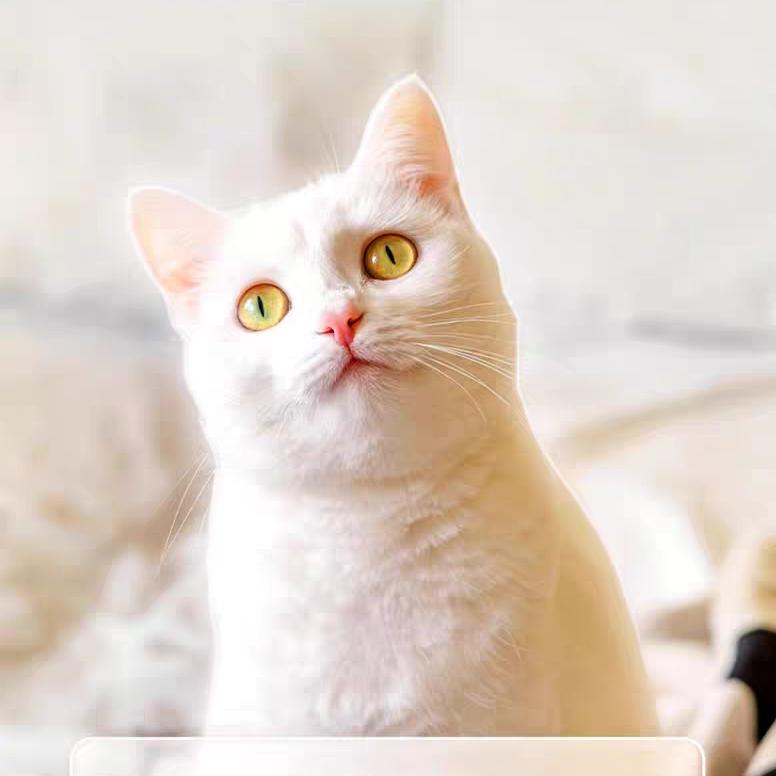 奥赢奥利给