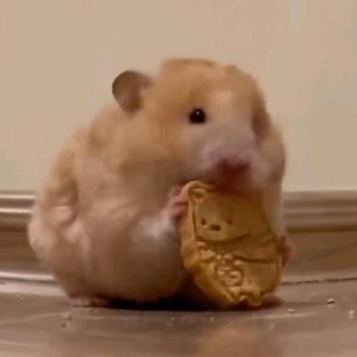 红烧猪蹄