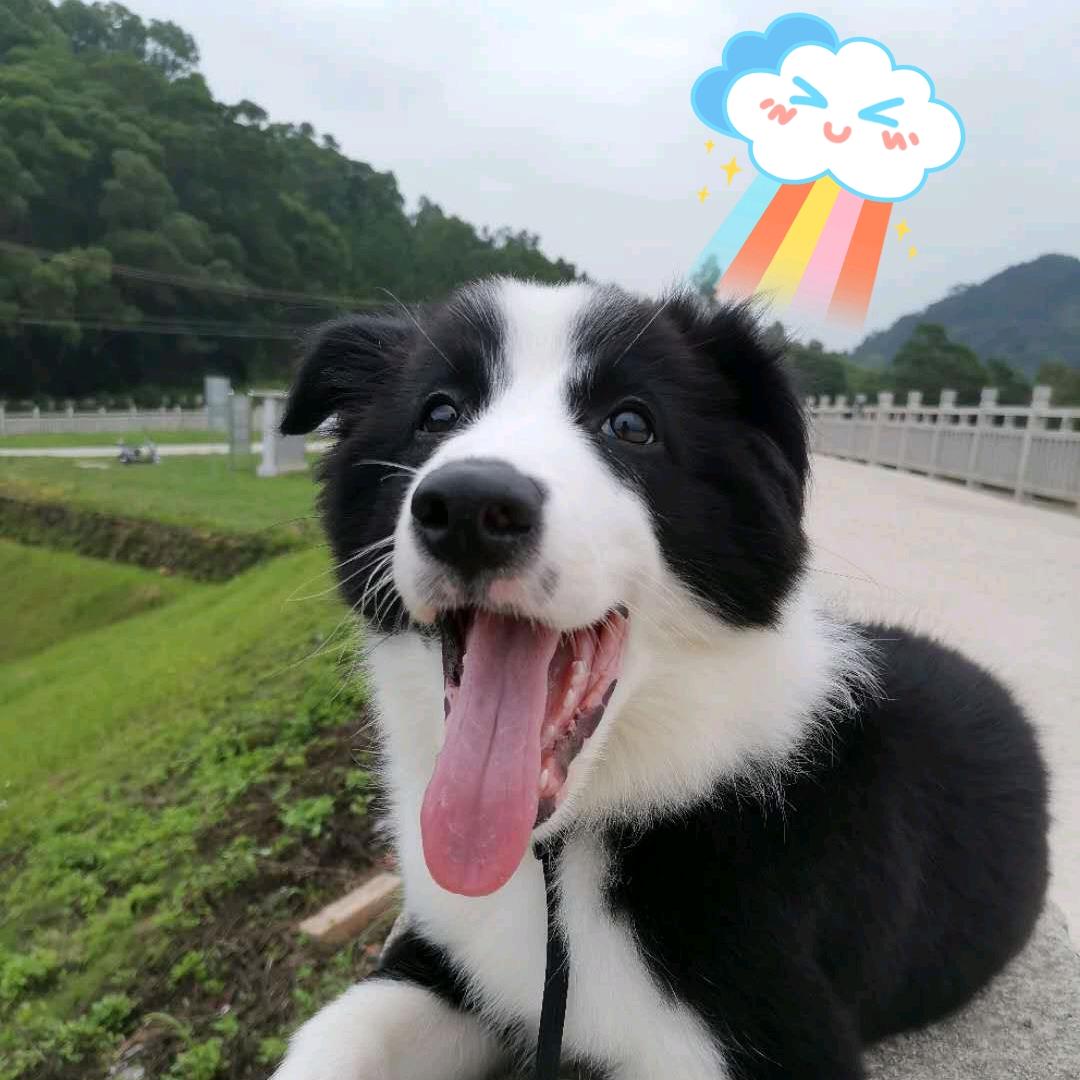 谷粒多的谷粒