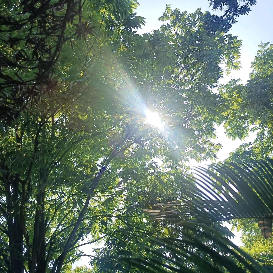 桔子花开