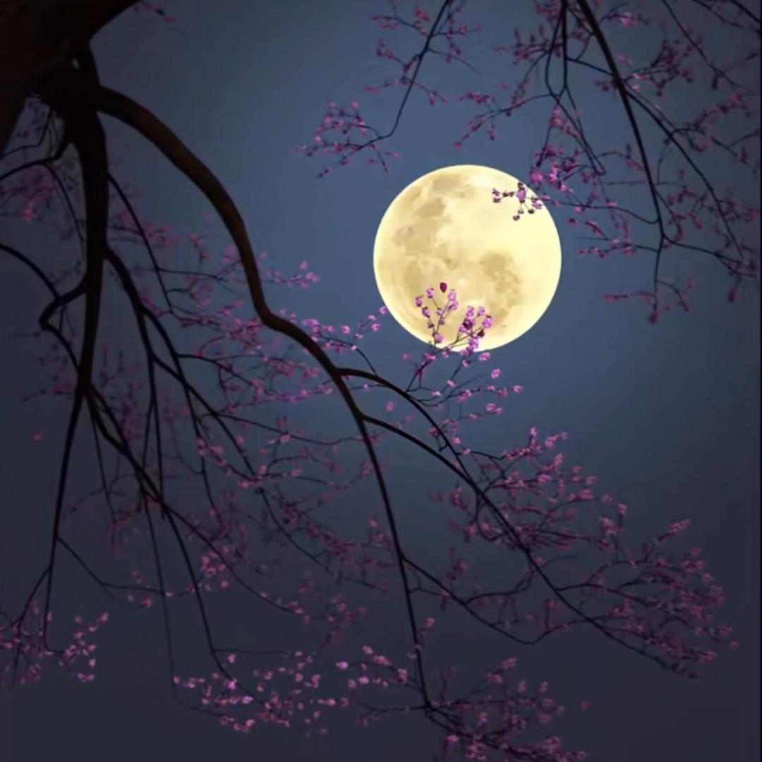 无名指