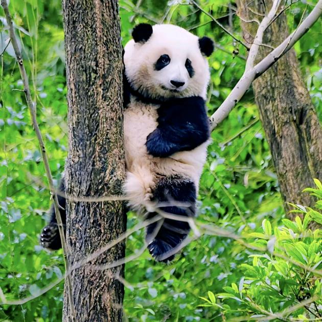 寡妇村幸福男人