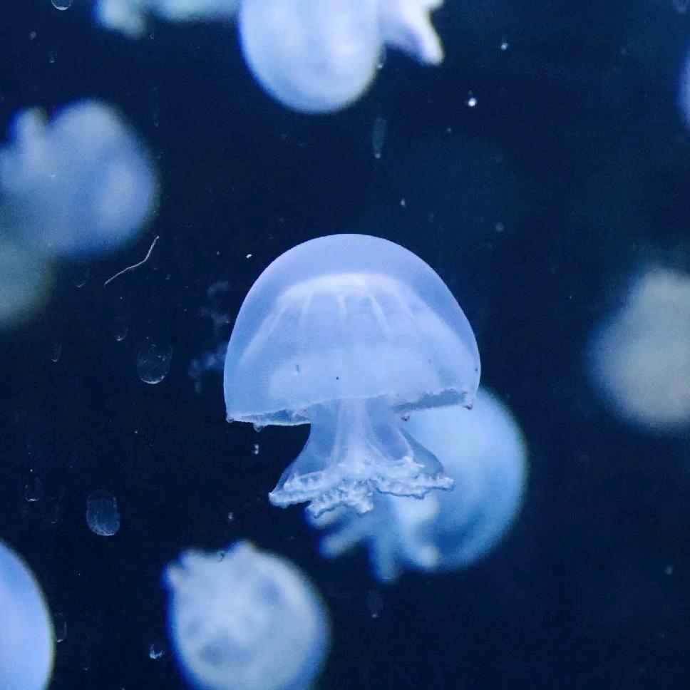 水母批发摆摊【有关必回】