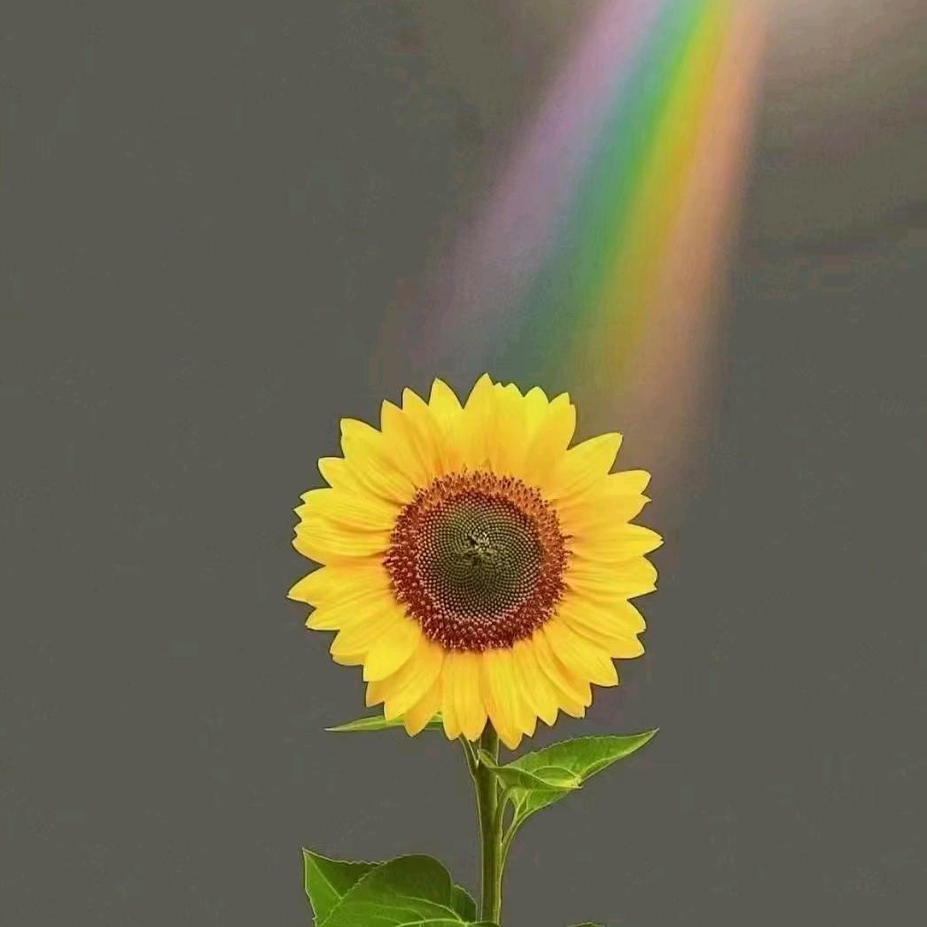 🌈好运╮相伴🍀