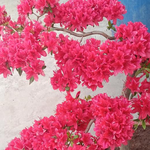 明天会样样好