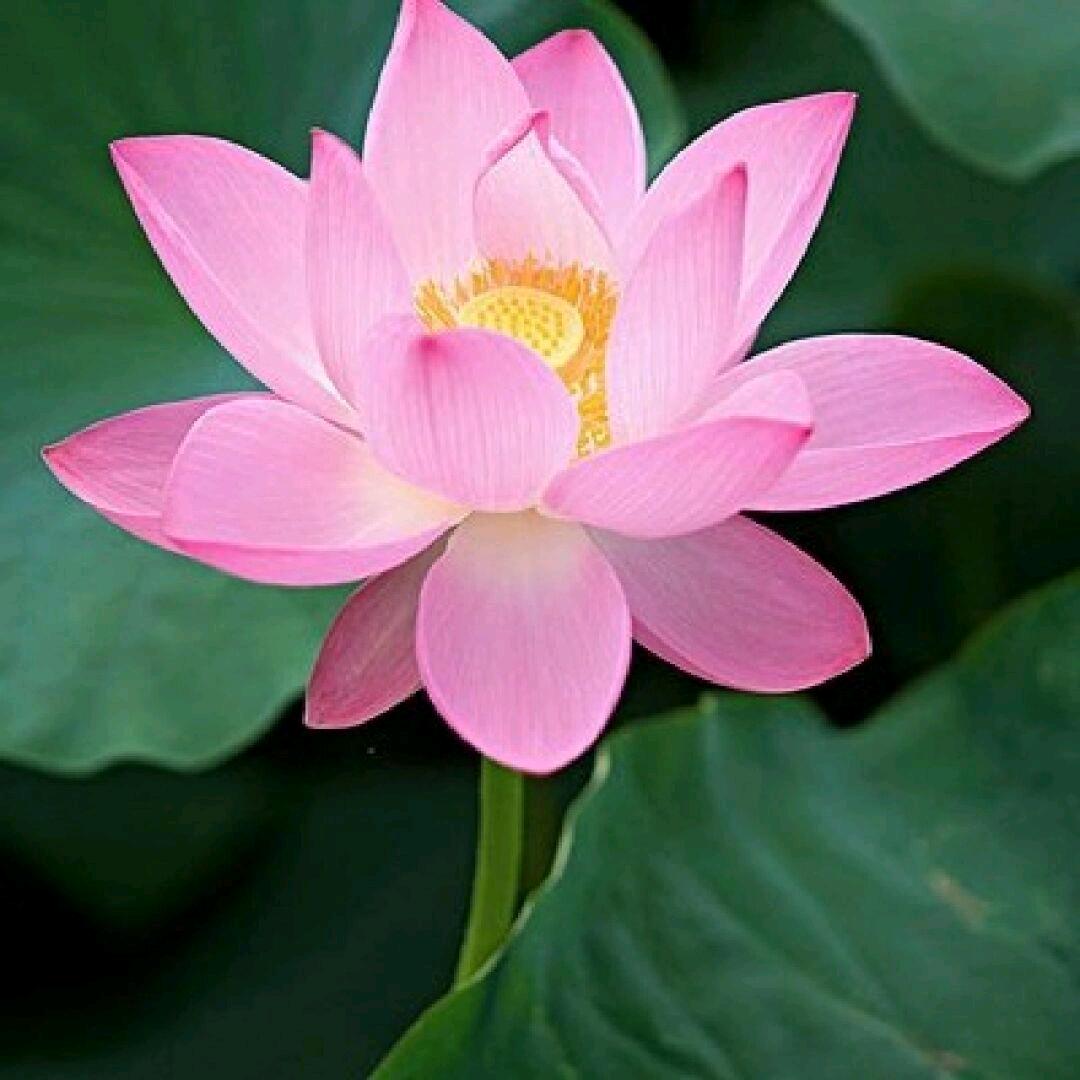 云淡风轻近午天