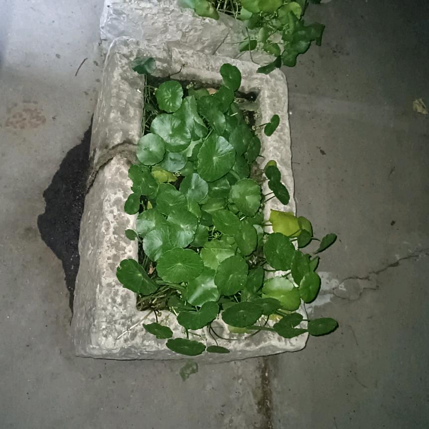 蜗牛随笔