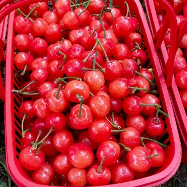 郸城县樱桃桑葚采摘园