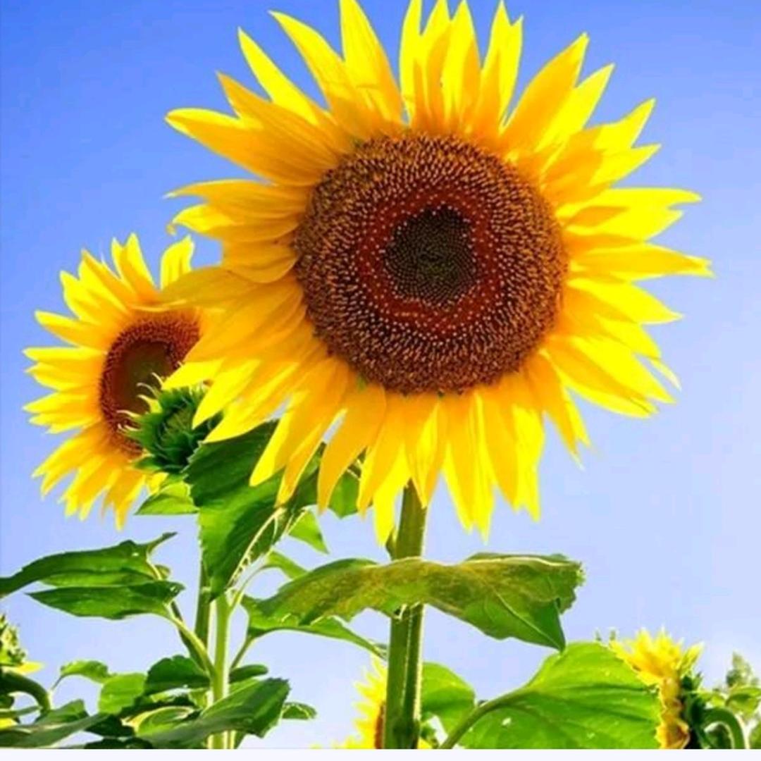 🌻🌻🌻微笑向暖