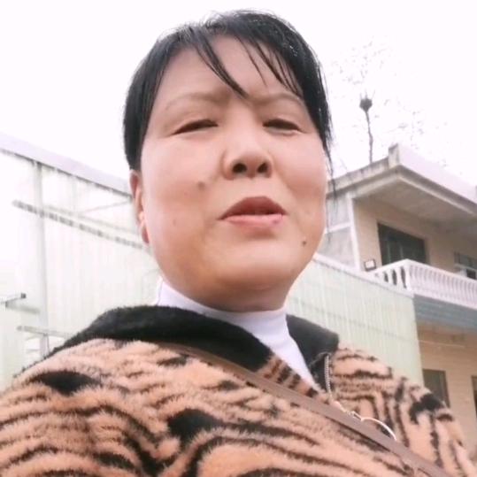菊花香