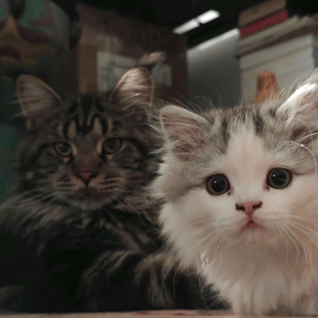 无良庸医张小黑