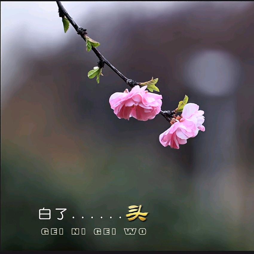流星下的烛光